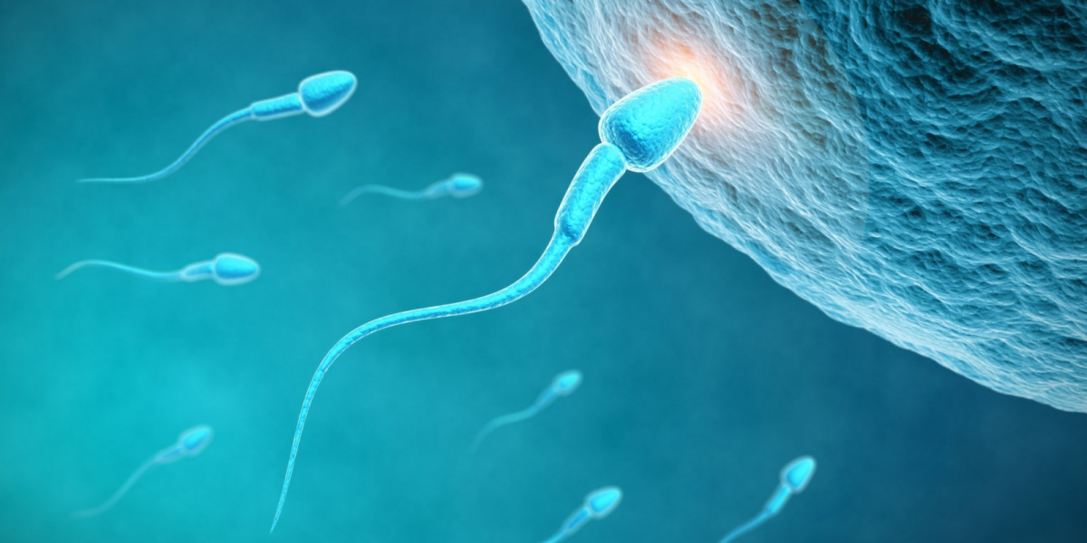 Хотим здорового ребёнка? Улучшаем сперматогенез!